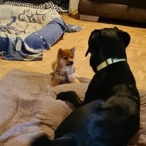 Shiba Inu mit Labrador